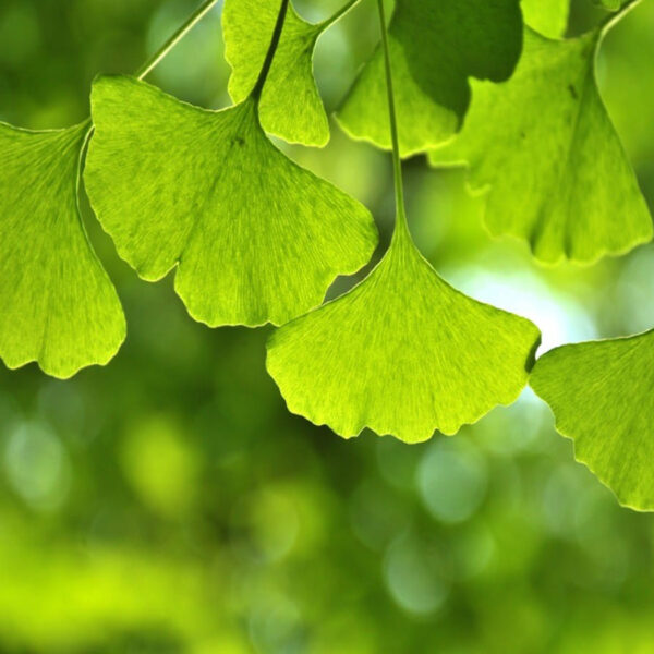 Gingko Biloba