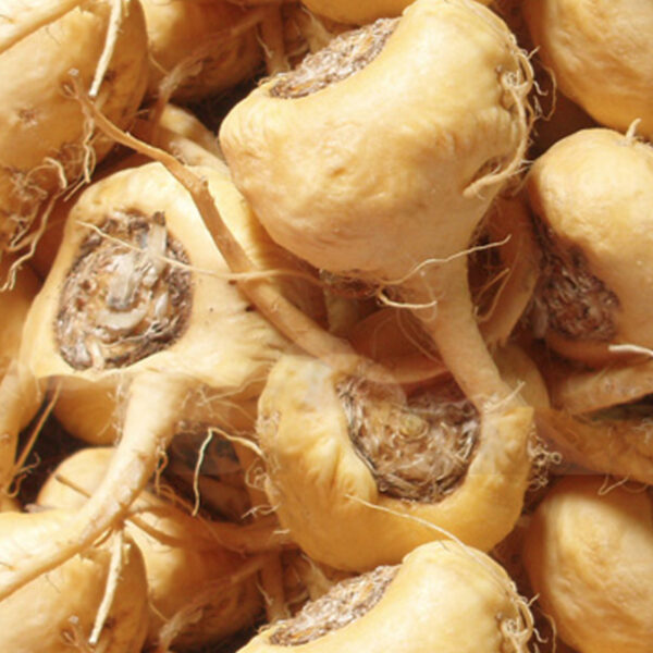 Maca Root