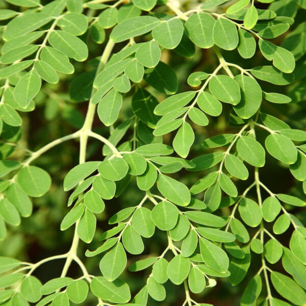 Moringa