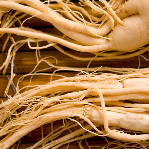 Panax Ginseng